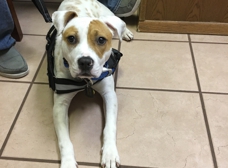Town East Galloway Animal Clinic - Mesquite, TX 75150
