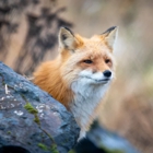 Alaska Wildlife Conservation Center