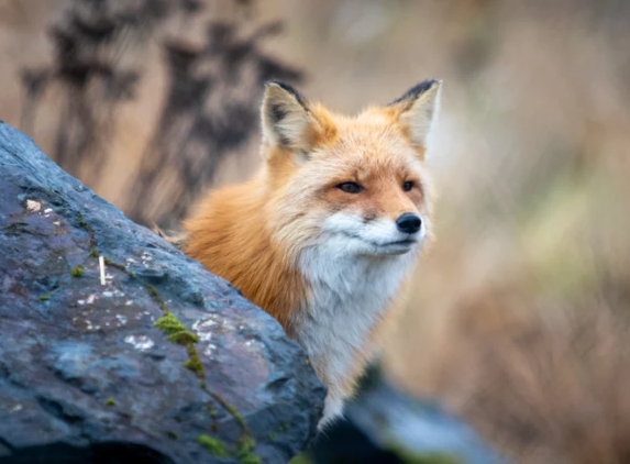 Alaska Wildlife Conservation Center - Girdwood, AK