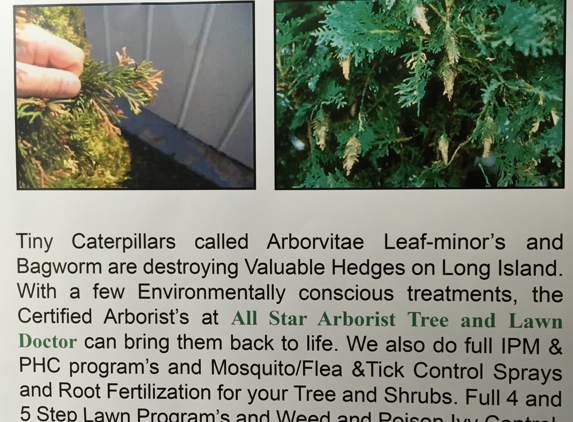 All Star Arborist. Allstar arborvitae care