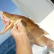 Charter Boat Shark