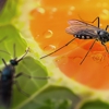 All American Termite & Pest Control gallery
