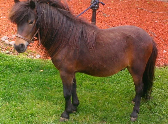 Iron Horse Stables - West Suffield, CT