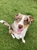 We Heart Pets - Pet Sitting & Exercising Services