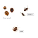 Kettle Moraine Pest Control - Pest Control Services