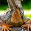 Pest Animal Removal Huntsville gallery