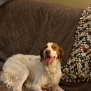 Wachusett Pet Care - Dog Parks