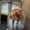 Zoomie Squad gallery
