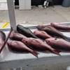 Got Em Fishing Charters and Tours gallery