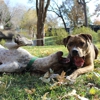 Mann's Best Friends gallery