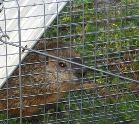 Pesky Critter Nuisance Wildlife Control - Shirley, NY