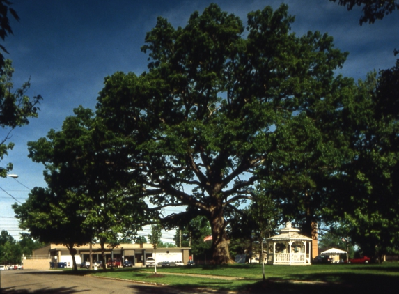 Forest City Tree Protection Co - Cleveland, OH