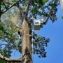 Shull's Tree Service-Son Inc