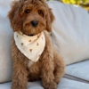 Loving Labradoodles gallery