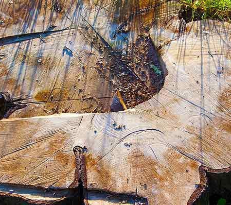 Total Tree Management - Kingston, TAS