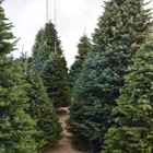 Valley View Christmas Trees