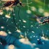 Don's Termite Specialist gallery