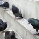 Smithereen Pest Management Services - Pest Control Equipment & Supplies