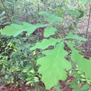 Crosby Arboretum - Arboretums