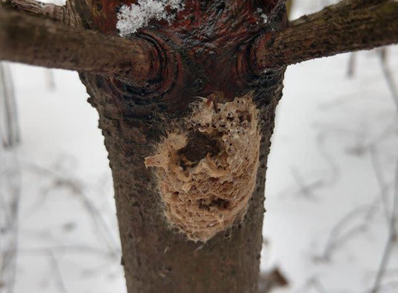 Roots Up Plant Health Inc. - Kingston, NY