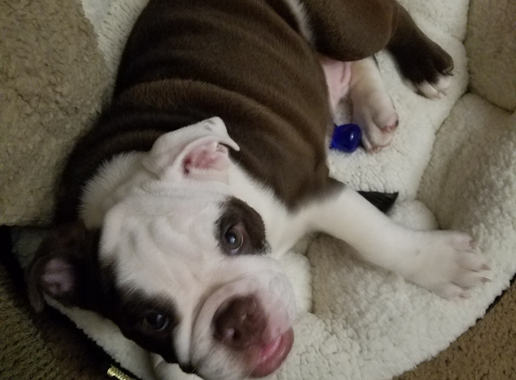 Sugar Plum Bulldogs - Purcellville, VA. Adjusted  to his new home. Like he already knew us