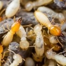 Dewey Pest & Termite Control - Pet Services