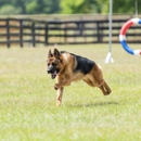 Paws to Consider - Hostels