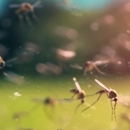 Dispatch Pest Control - Pest Control Equipment & Supplies
