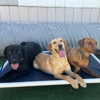 Fon's Canines Professional Dog Training and Sales gallery
