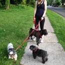 Silver Hound Dog Walking - Pet Services