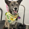Ori's Pet Spa gallery
