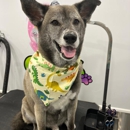 Ori's Pet Spa - Pet Grooming