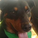 All Creatures Boarding & Grooming - Pet Boarding & Kennels