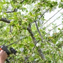 Be a Tree Cremation - Tree Service