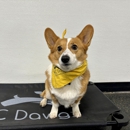 KC Dawgz Dog Training Academy - Pet Services