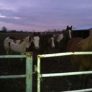 Room to Run Stables - Horse Boarding