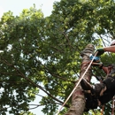 Top Notch Tree & Excavating - Tree Service