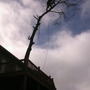 John's Tree Service