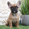 Shady Grove French Bulldogs gallery