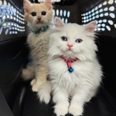 Lincoln Avenue Cat & Dog Hospital - Surgery Centers