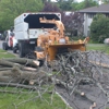 Allmighty Tree Service gallery