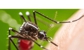 Terminix - Pest Control Services
