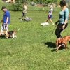 Taking the Lead K9 Training gallery