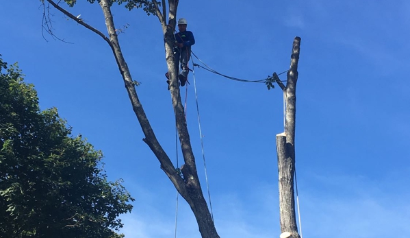 AA Tree & Shrub Service - Lynn, MA