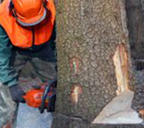 Gifford Brothers Inc Tree Service - Telford, PA