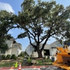 Texas Tree Removal and Trimming gallery