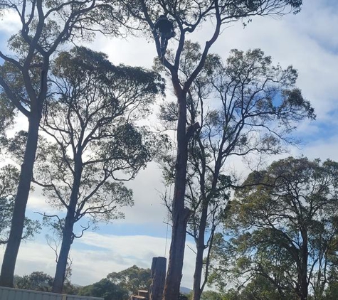 Cape Tree Service Mount Barker, Porongurup and Kendenup - Mount Barker, WA. High up at work!