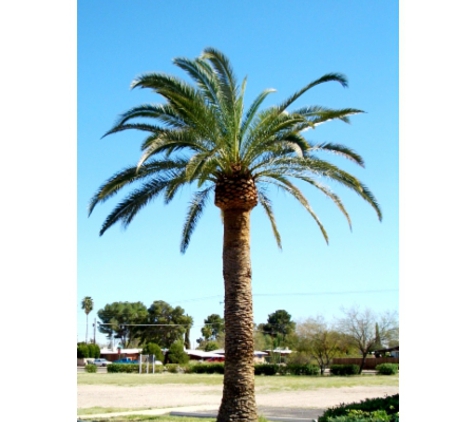 Steve Daley Tree Services - Swanhaven, NSW