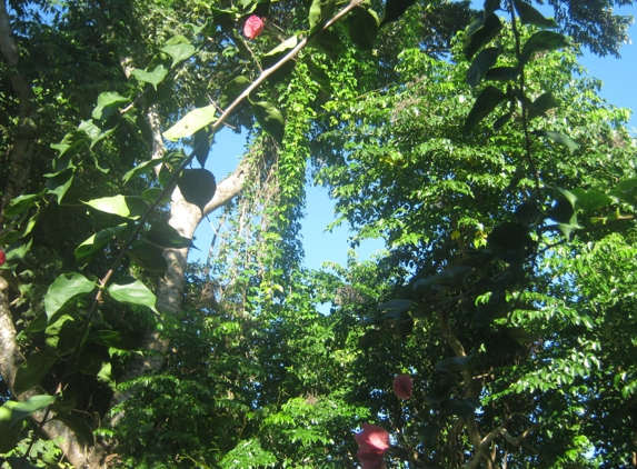 Greentree Nurseries - Allentown, PA. Off spring of original tree planted. Different setting, by a stream back from beach front. These trees flourish anywhere they are rooted.