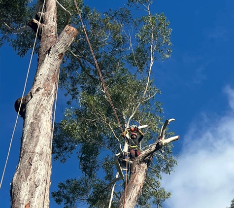 Micks Tree Worx - Coes Creek, QLD